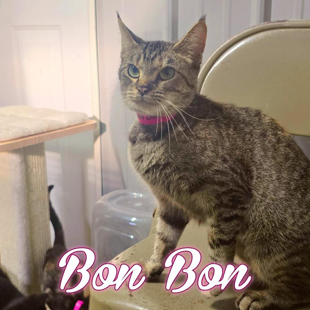 Enlarge BonBon, a Adoptable Domestic Short Hair in Hillsboro, OH image 3/4