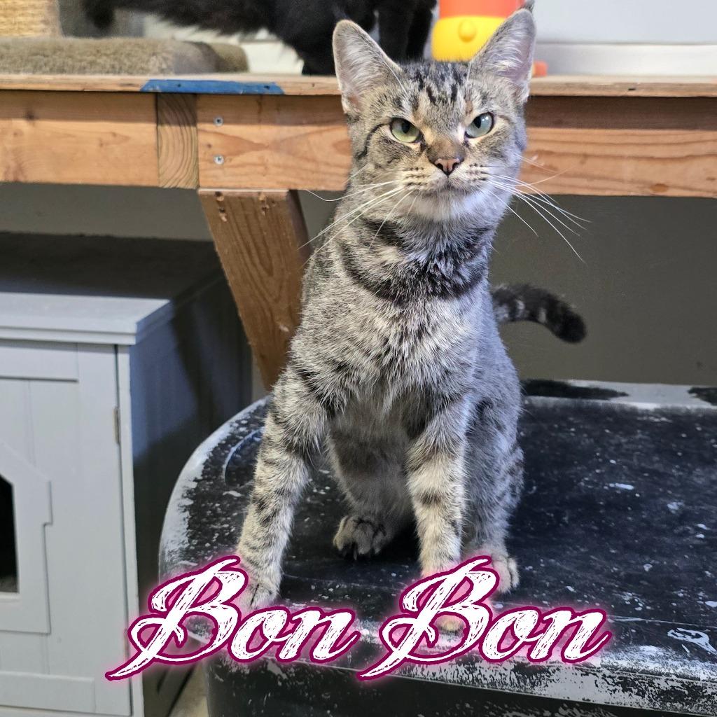 Enlarge BonBon, a Adoptable Domestic Short Hair in Hillsboro, OH image 4/4