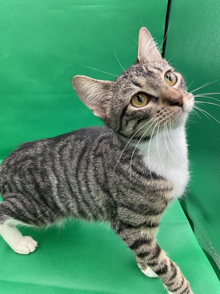 Enlarge Eve, a Adoptable Domestic Short Hair in Gonzales, LA image 1/1