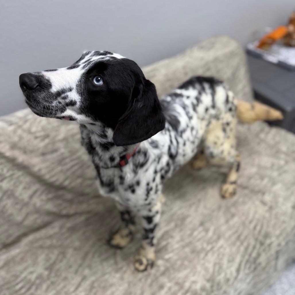 Enlarge Bandit, an adopted mixed breed in Monticello, IA image 6/6