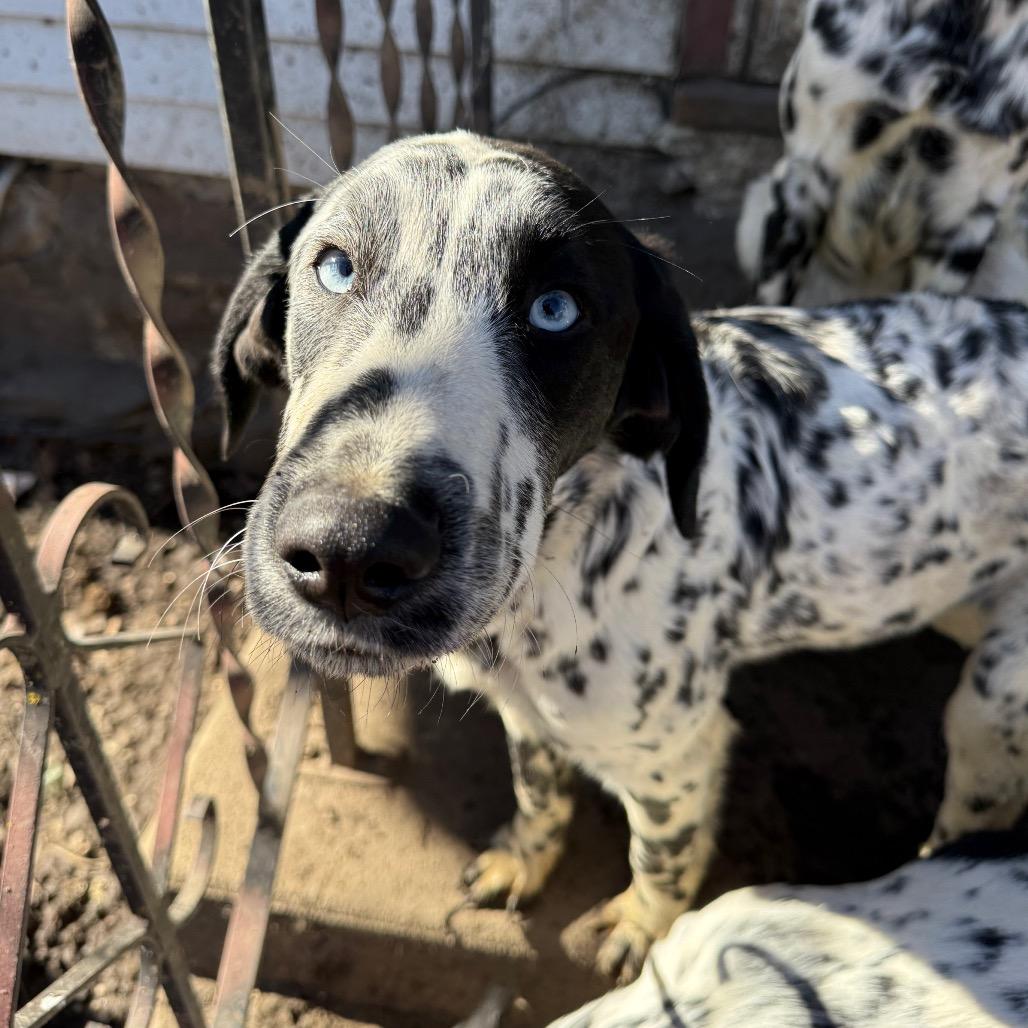 Enlarge Bandit, an adopted mixed breed in Monticello, IA image 2/6