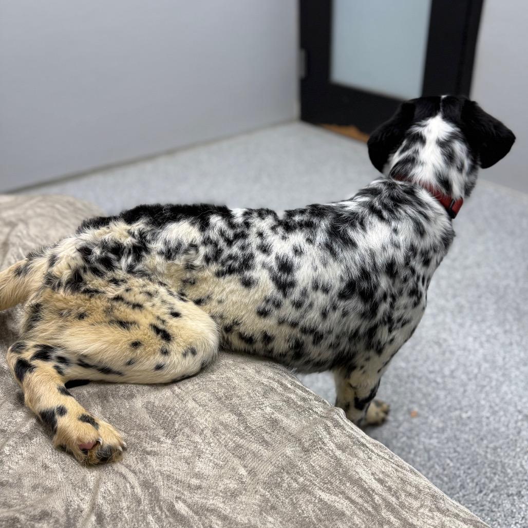 Enlarge Bandit, an adopted mixed breed in Monticello, IA image 4/6