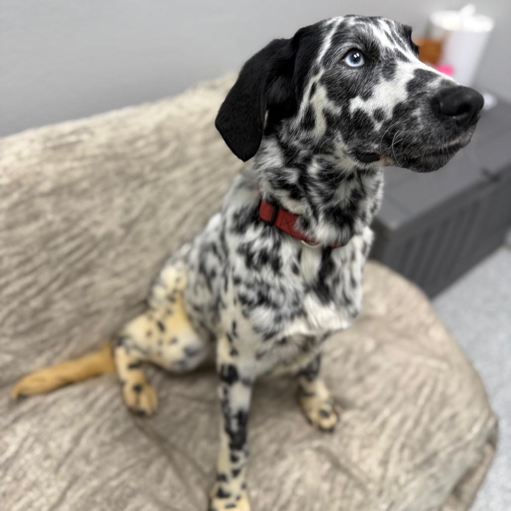 Enlarge Bandit, an adopted mixed breed in Monticello, IA image 5/6