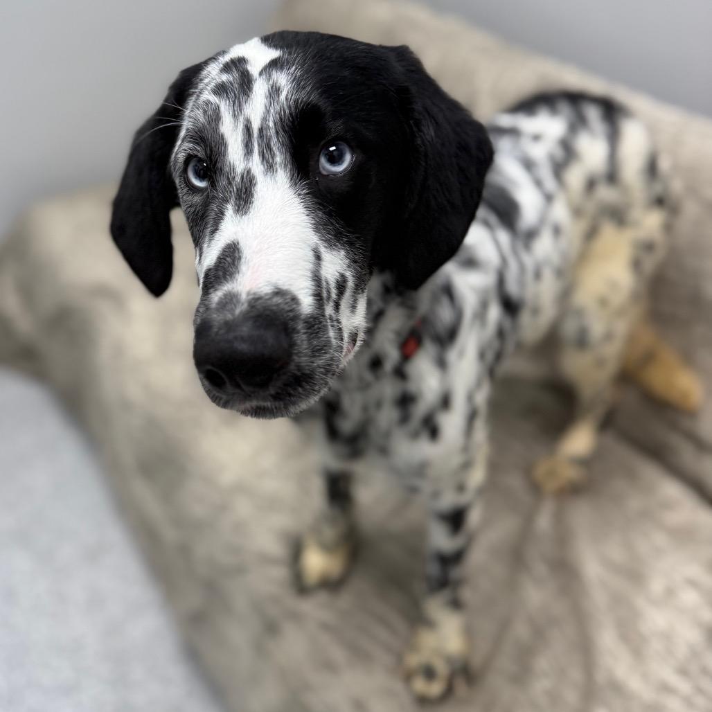 Bandit, adopted, Young Male Dalmatian & Husky.