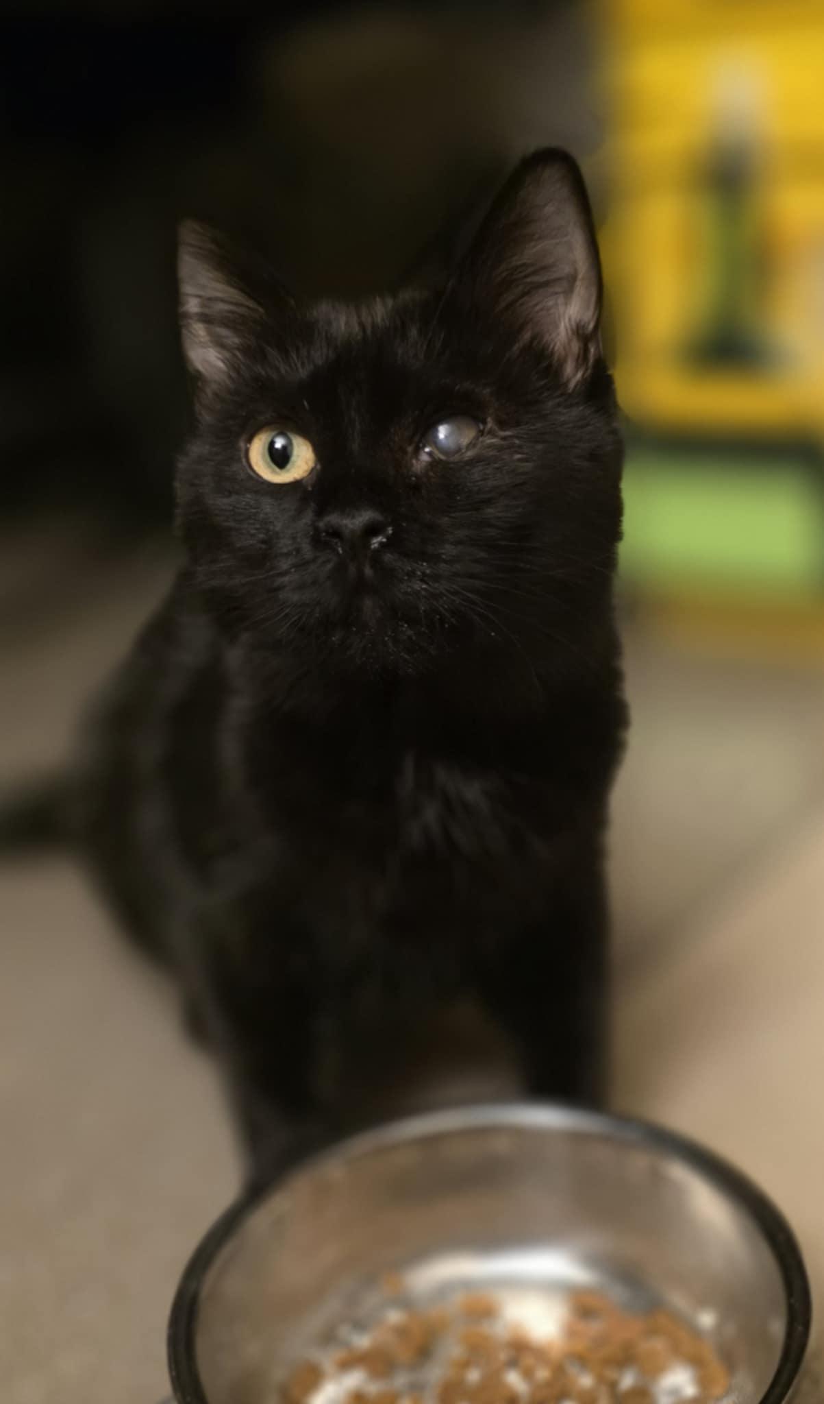 Esmeralda, ADOPTABLE, Young Female Domestic Medium Hair.