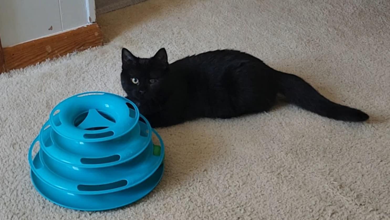 Esmeralda, a ADOPTABLE Domestic Medium Hair in Mechanicsburg, PA image 5/5