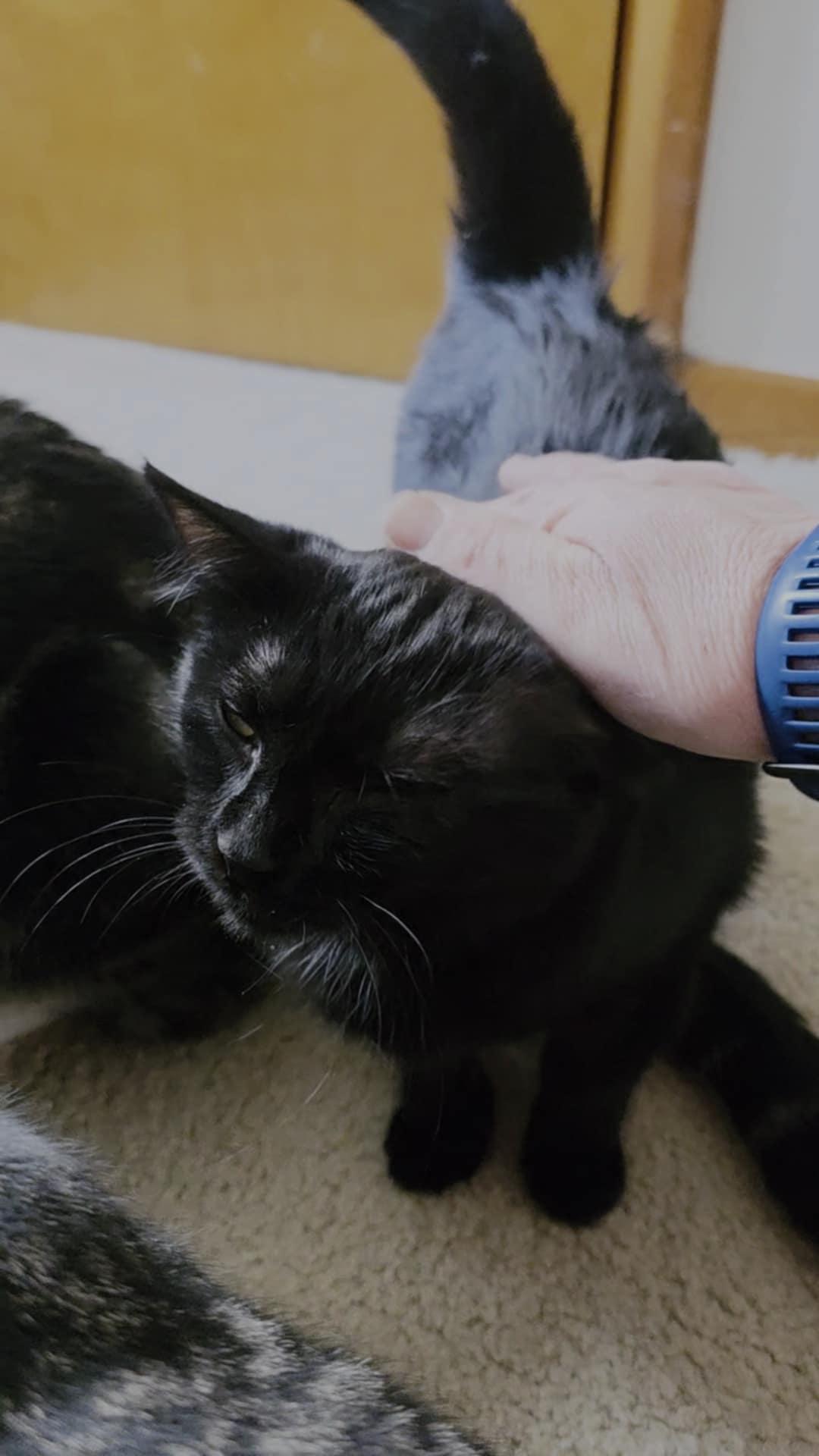 Esmeralda, a ADOPTABLE Domestic Medium Hair in Mechanicsburg, PA image 4/5