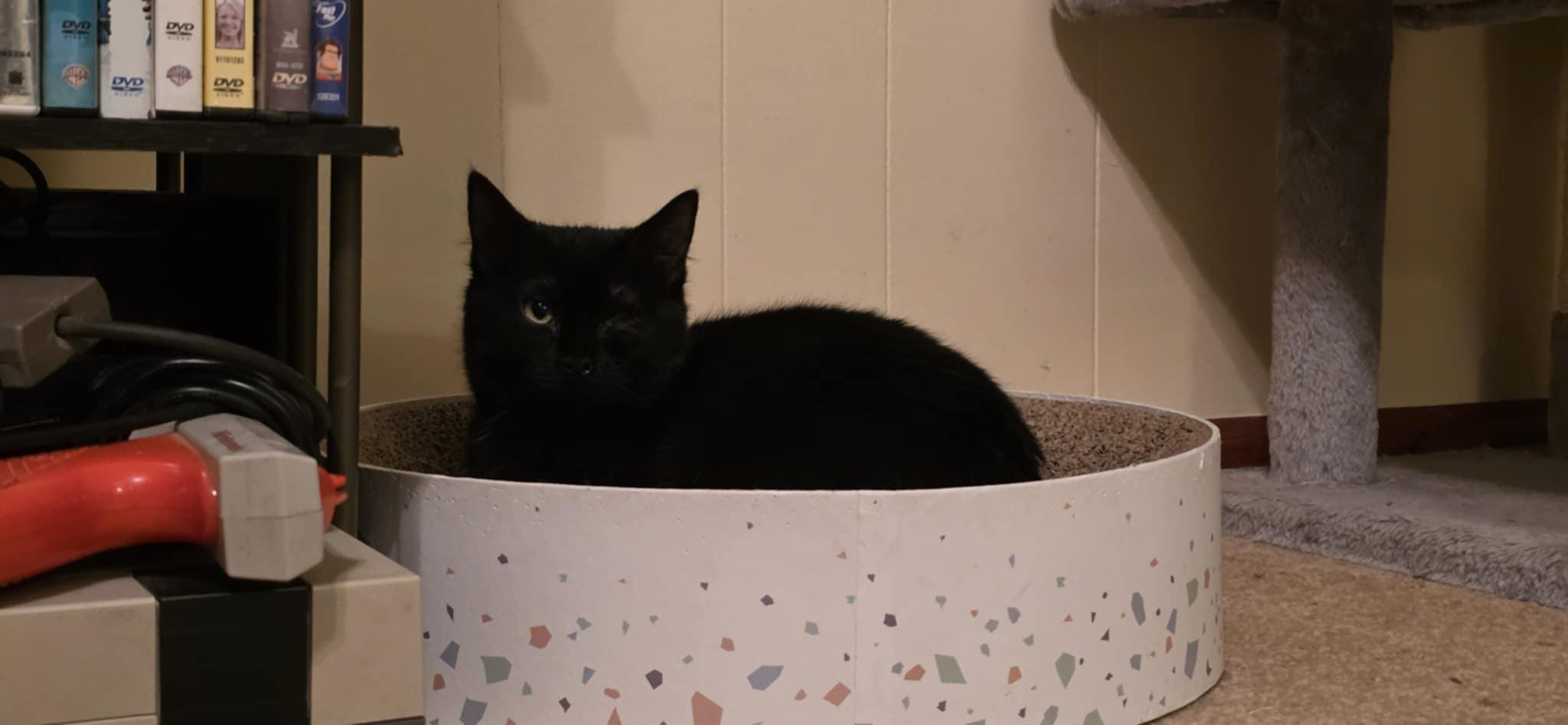 Esmeralda, a ADOPTABLE Domestic Medium Hair in Mechanicsburg, PA image 2/5