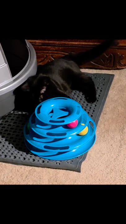 Enlarge Esmeralda, a ADOPTABLE Domestic Medium Hair in Mechanicsburg, PA video 3/5