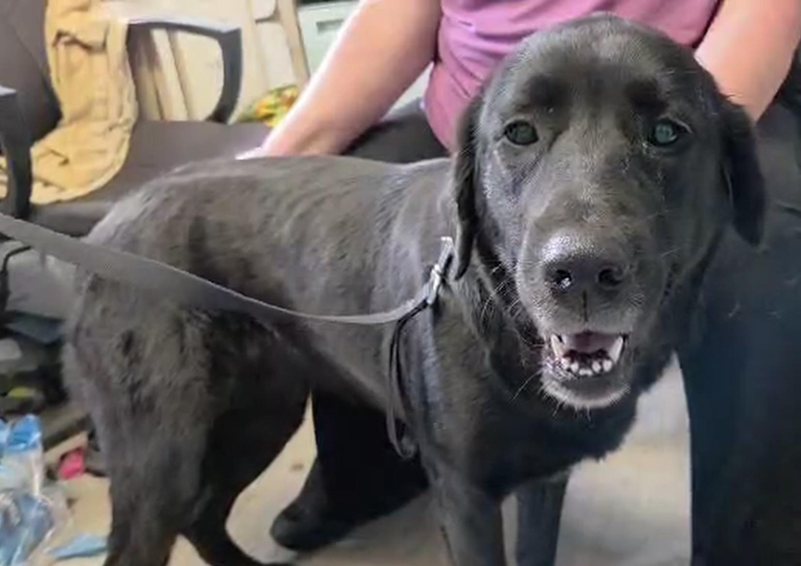 Gracie Mae-Foster-to-Adopt, adoptable, Adult Female Black Labrador Retriever & Golden Retriever.