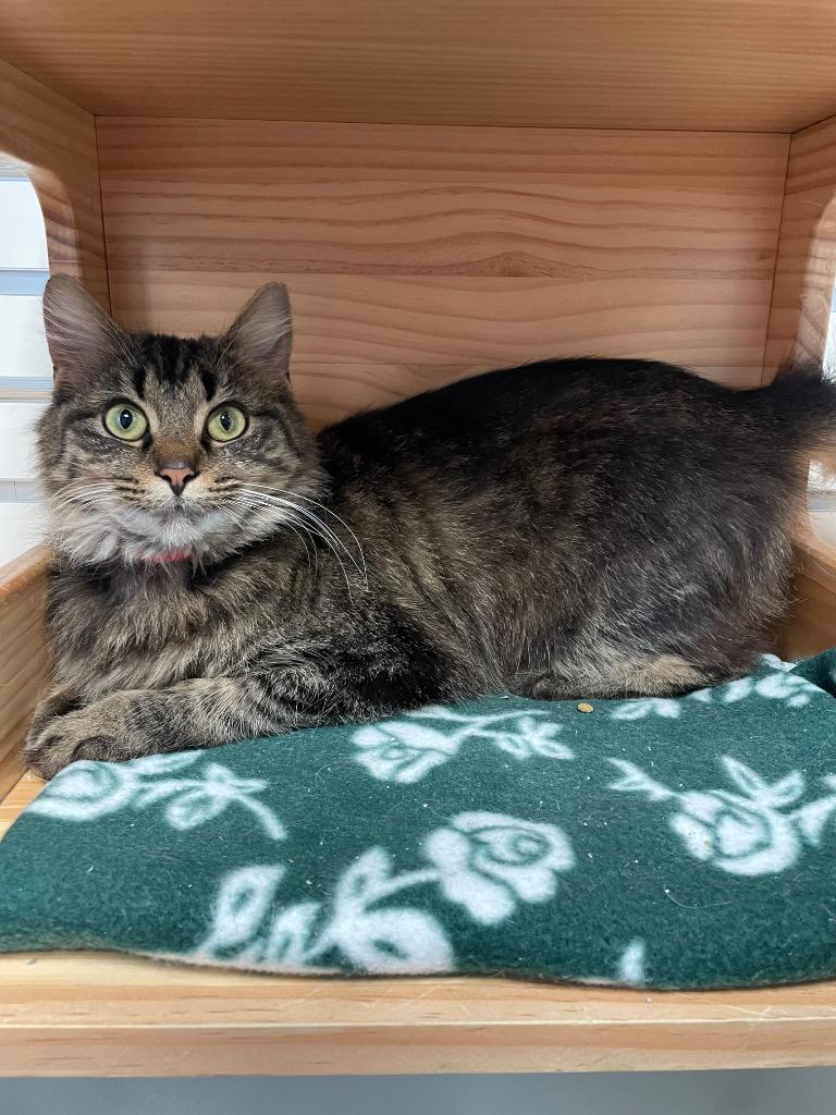 Enlarge Evangeline, a ADOPTABLE Domestic Short Hair in New Philadelphia, OH image 1/1