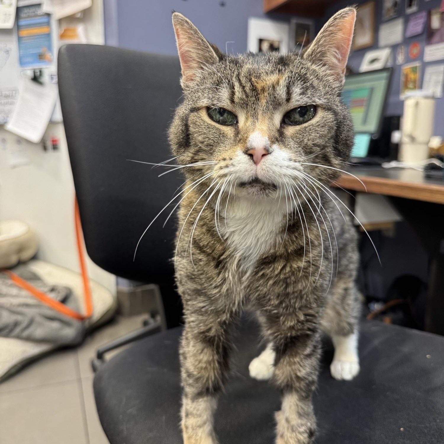 Enlarge Blizzard, a ADOPTABLE Domestic Short Hair in New York, NY image 4/6