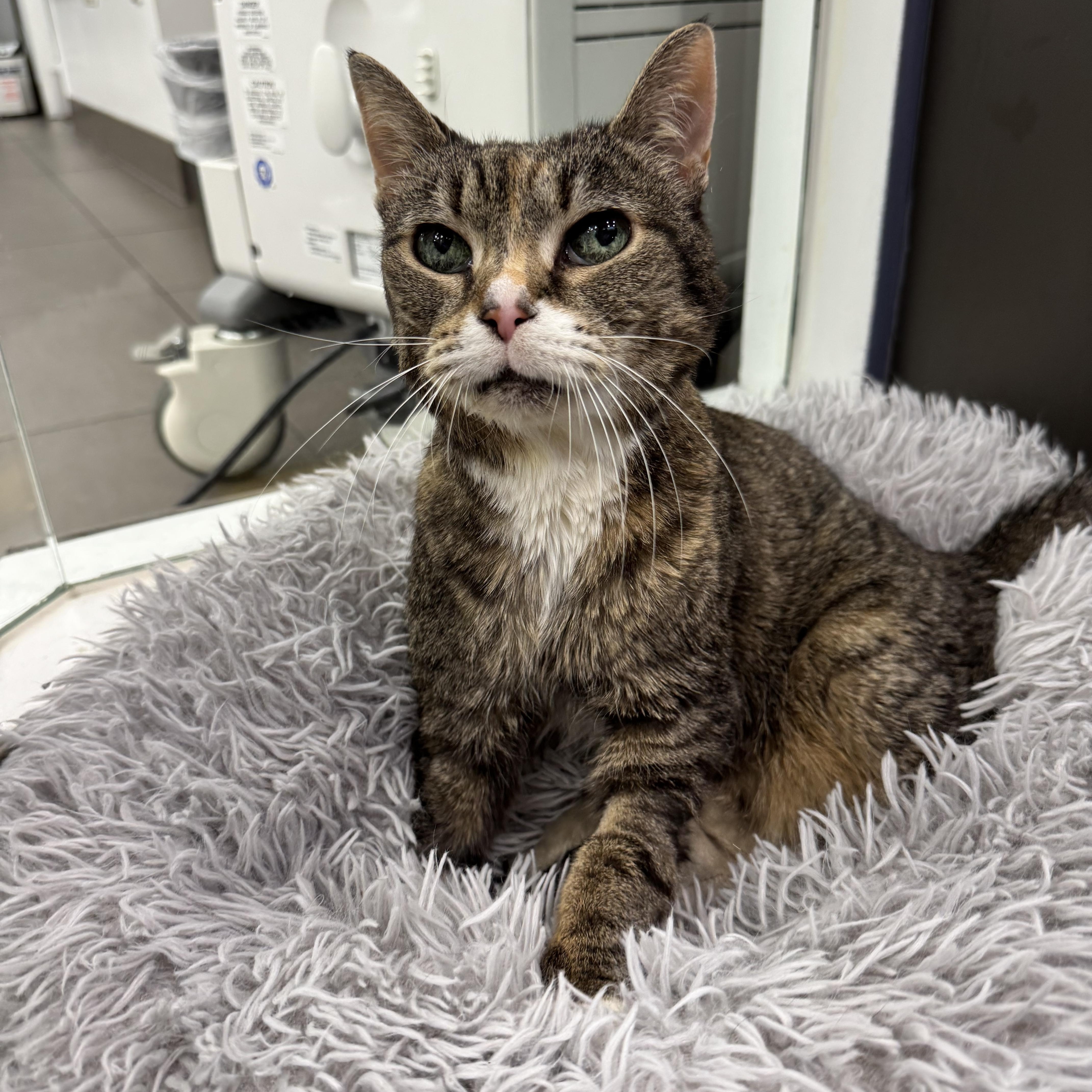 Enlarge Blizzard, a ADOPTABLE Domestic Short Hair in New York, NY image 3/6