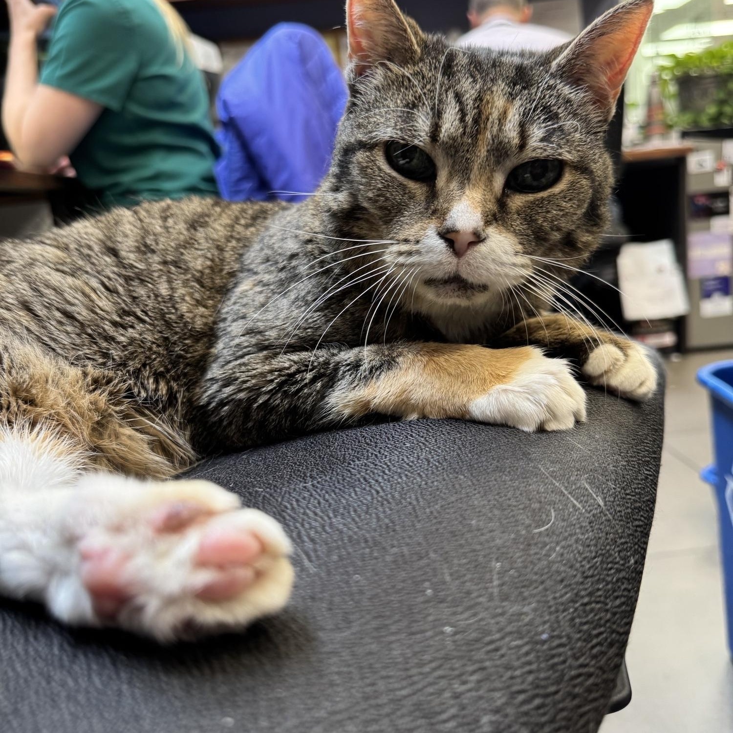 Enlarge Blizzard, a ADOPTABLE Domestic Short Hair in New York, NY image 2/6