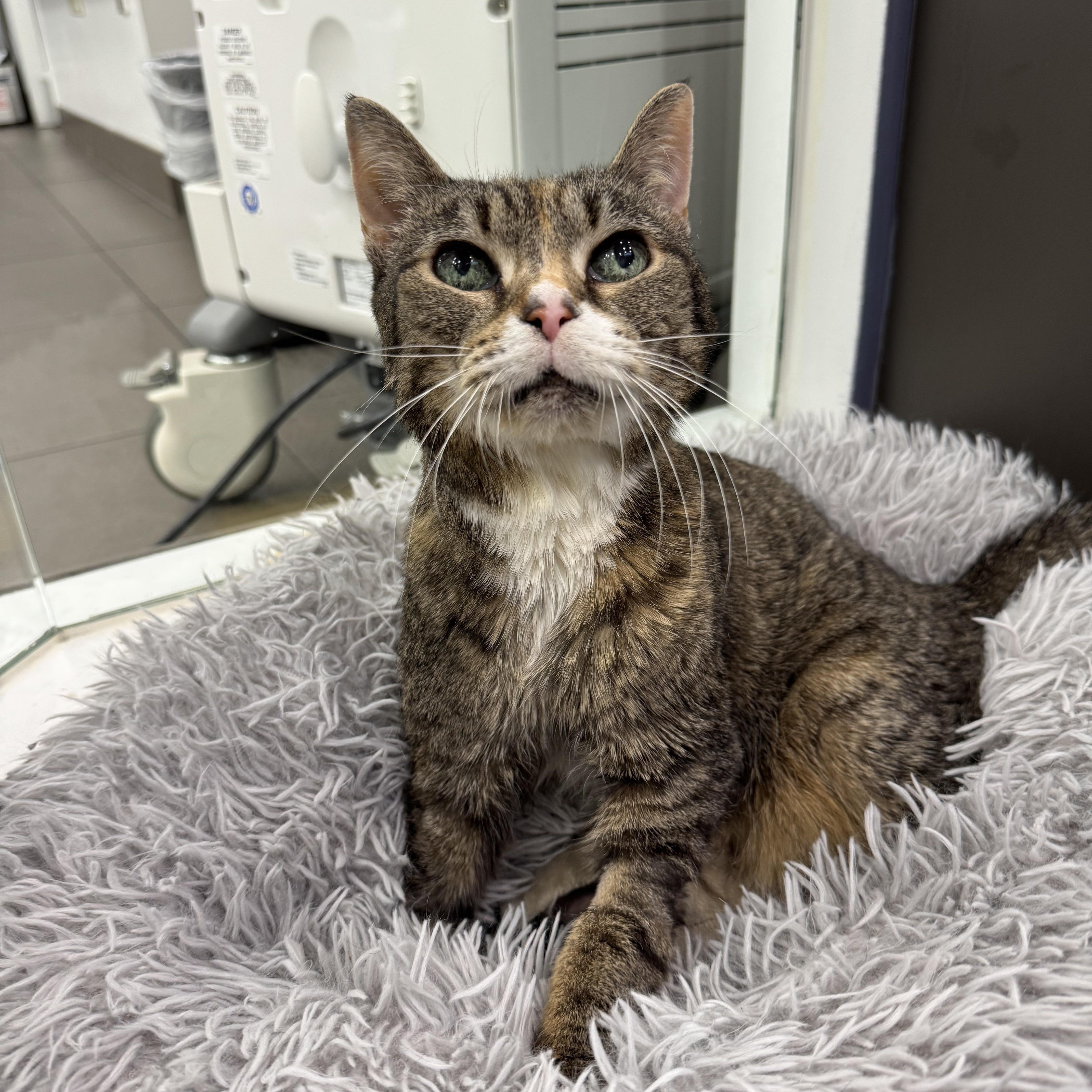 Enlarge Blizzard, a ADOPTABLE Domestic Short Hair in New York, NY image 5/6