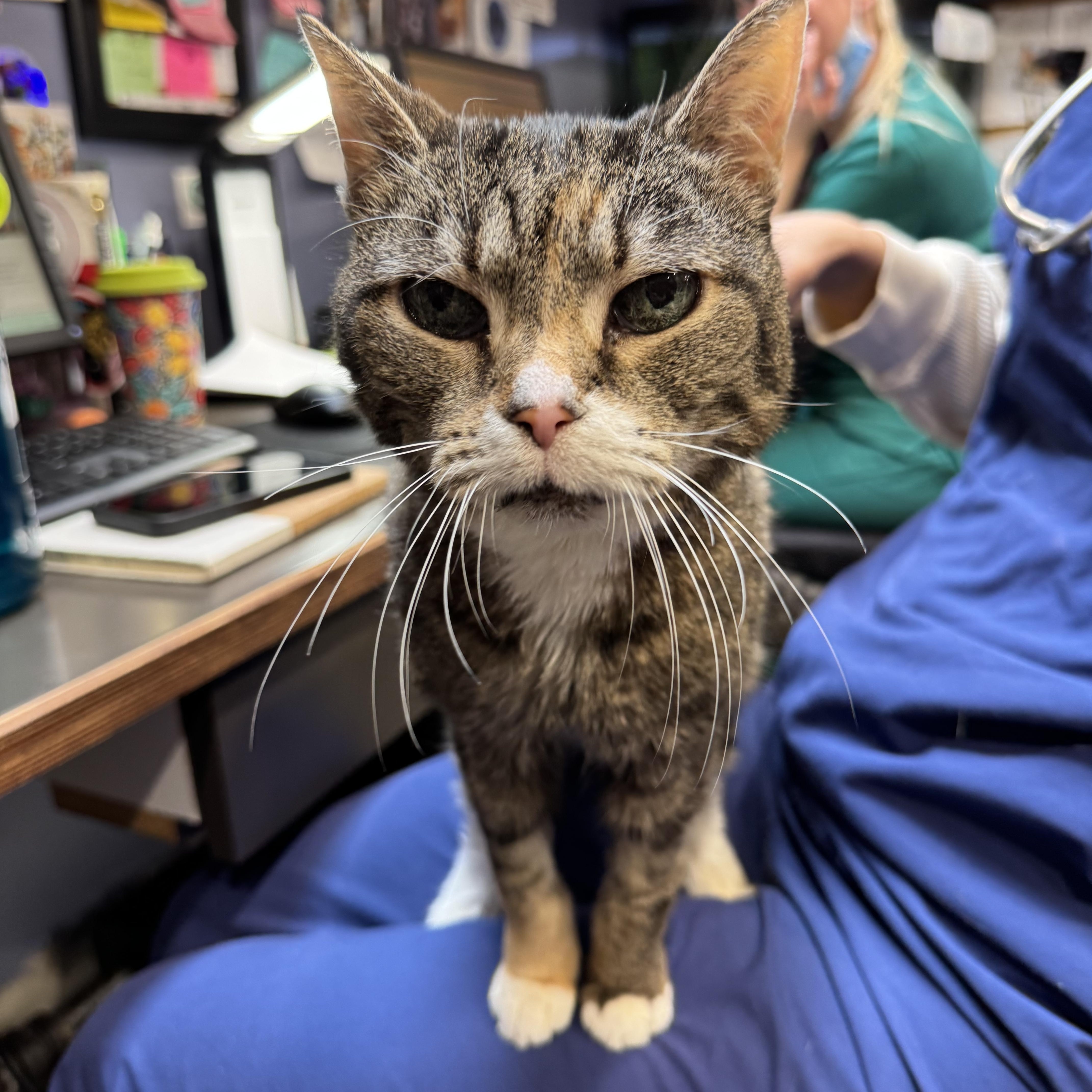 Enlarge Blizzard, a ADOPTABLE Domestic Short Hair in New York, NY image 6/6