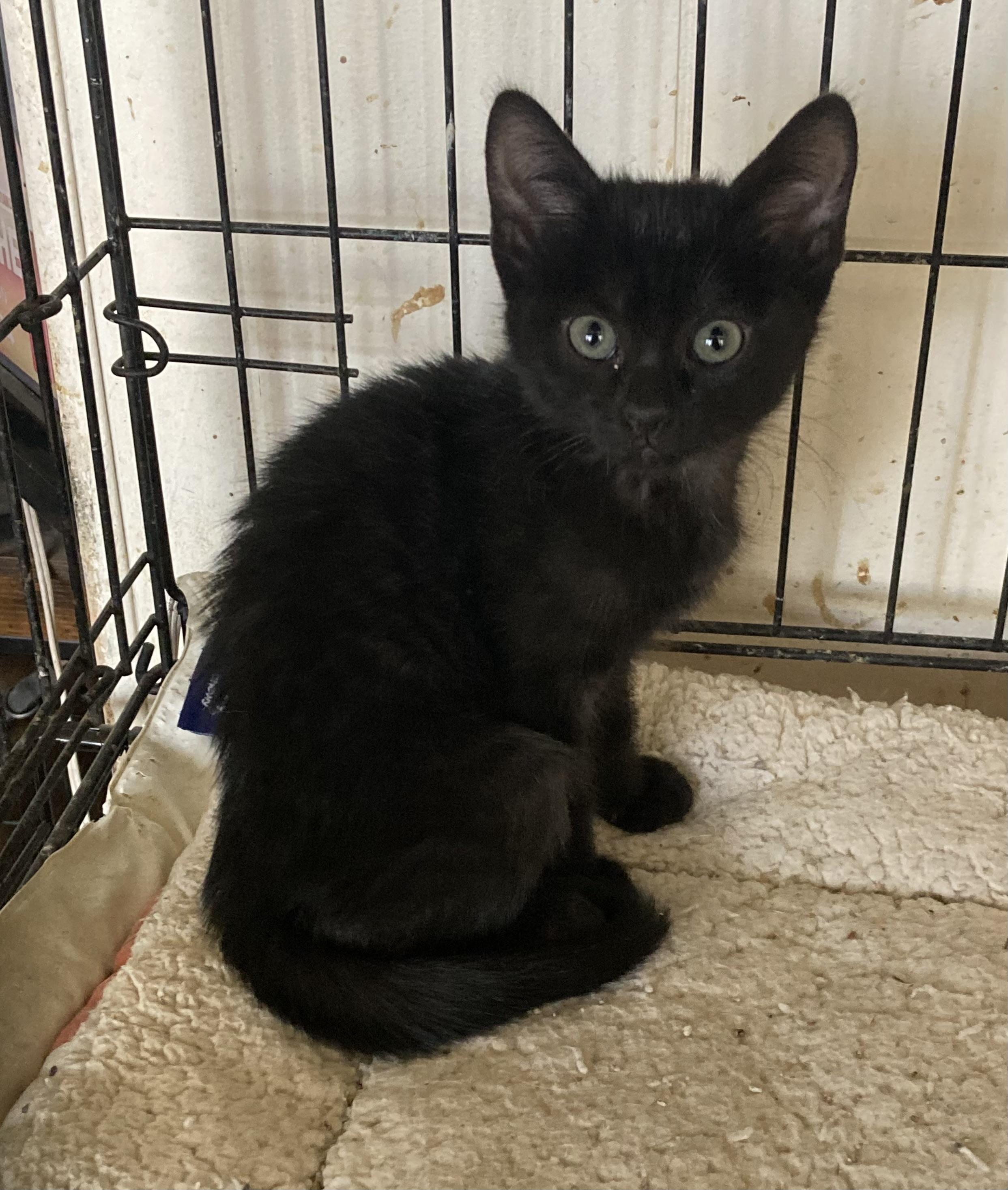 Haagen Dazs, a Adoptable mixed breed in Flagstaff, AZ image 2/3