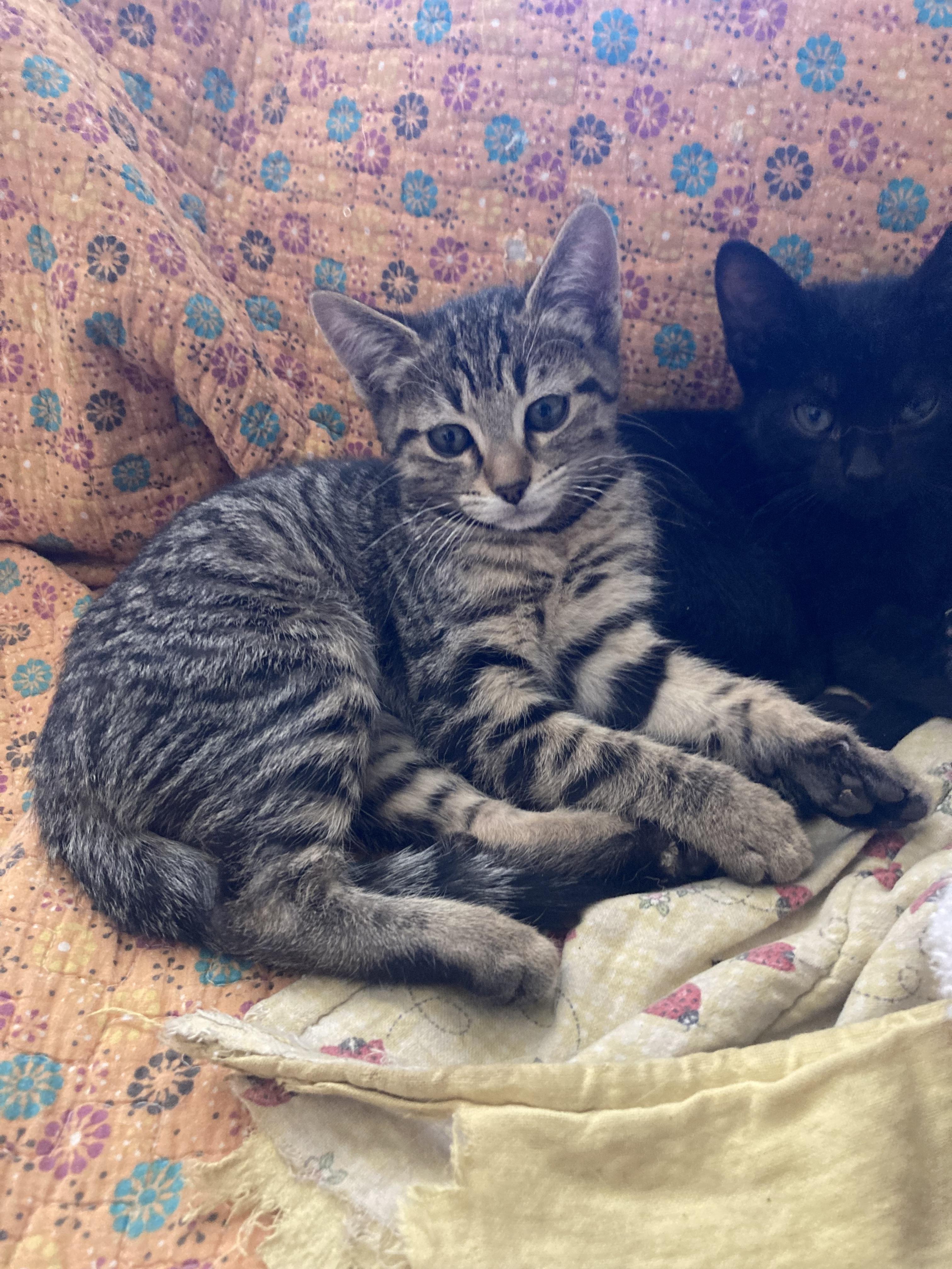 Haagen Dazs, a Adoptable mixed breed in Flagstaff, AZ image 3/3