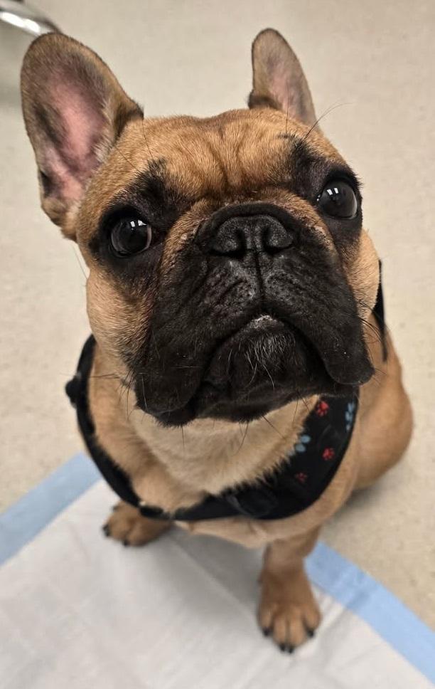 GORDO, adopted, Young Male French Bulldog.