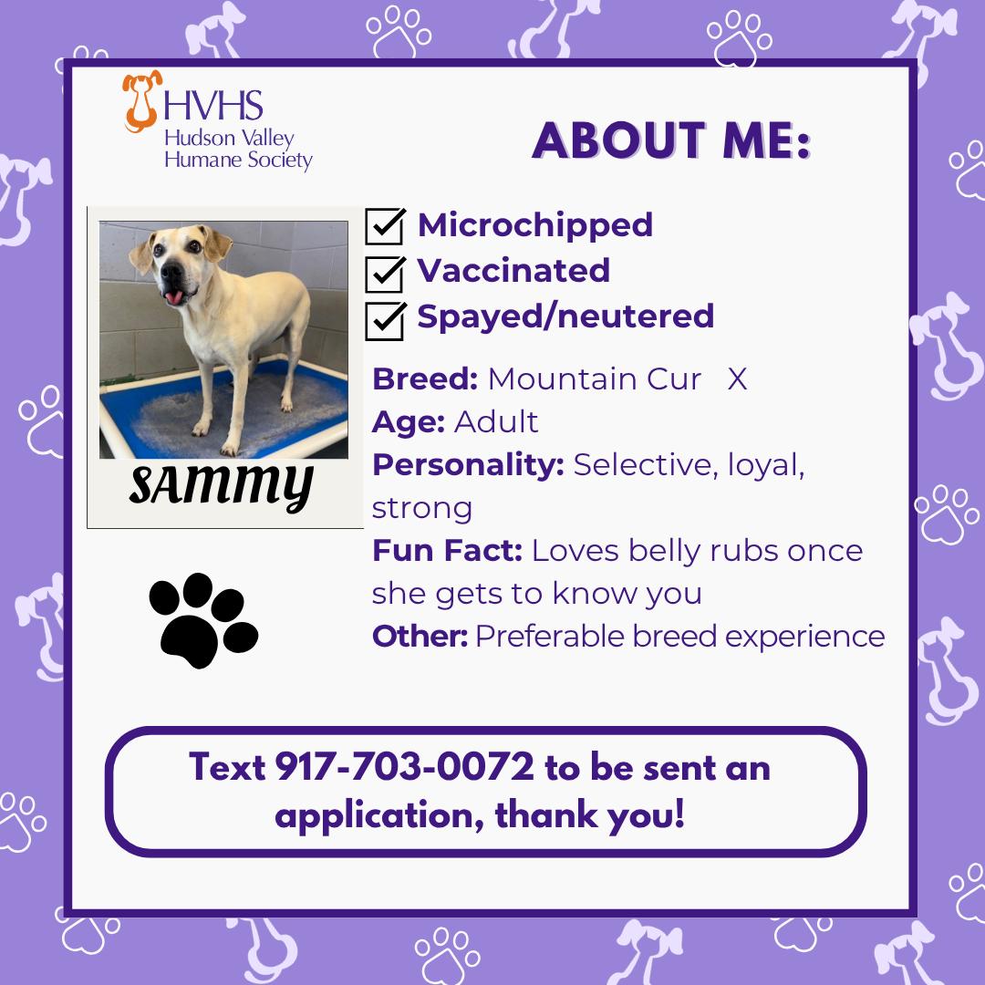 Enlarge SAMMY, a Adoptable mixed breed in Pomona, NY image 2/2