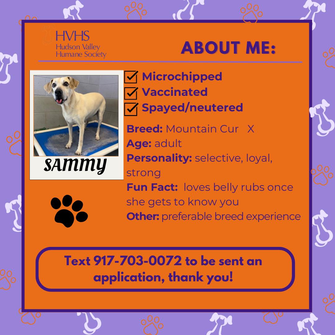 Enlarge SAMMY, a Adoptable mixed breed in Pomona, NY image 2/2