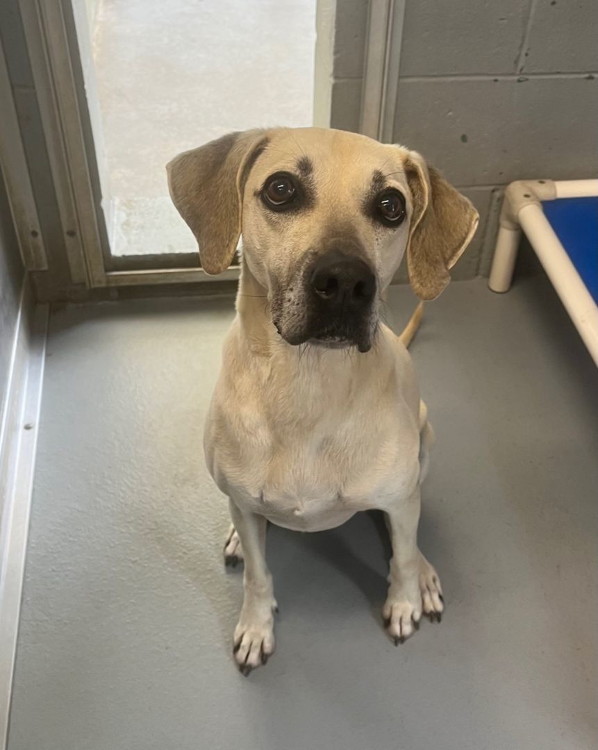 Enlarge SAMMIE, a Adoptable mixed breed in Pomona, NY image 1/1