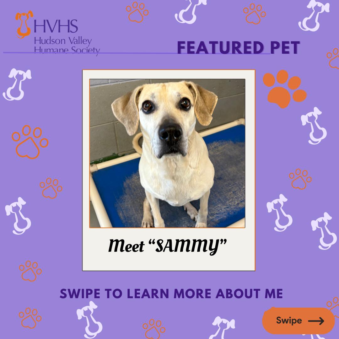SAMMY, Adoptable, Adult Female Mountain Cur.