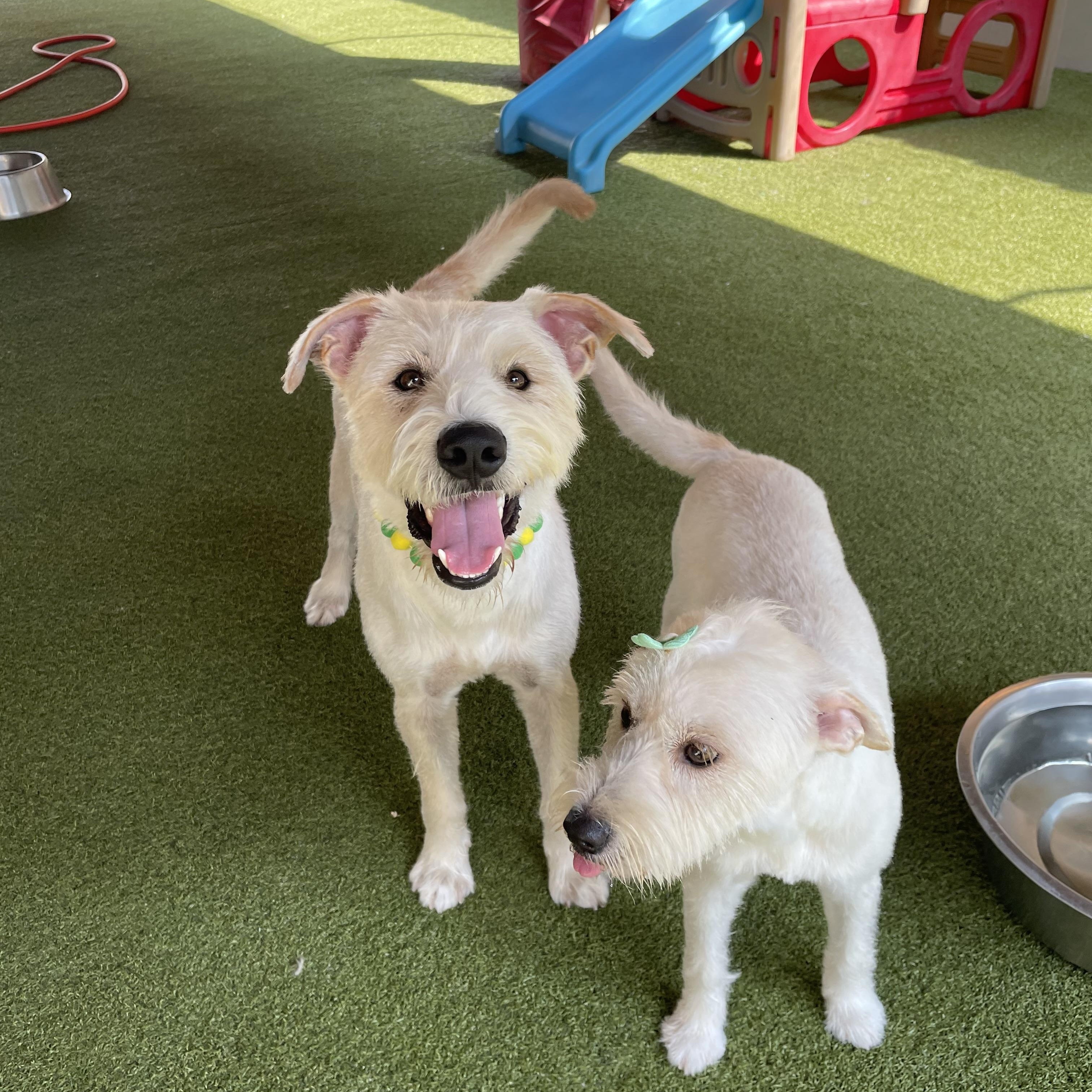 Enlarge Oliver and Olivia, a Adoptable mixed breed in Houston, TX image 2/6