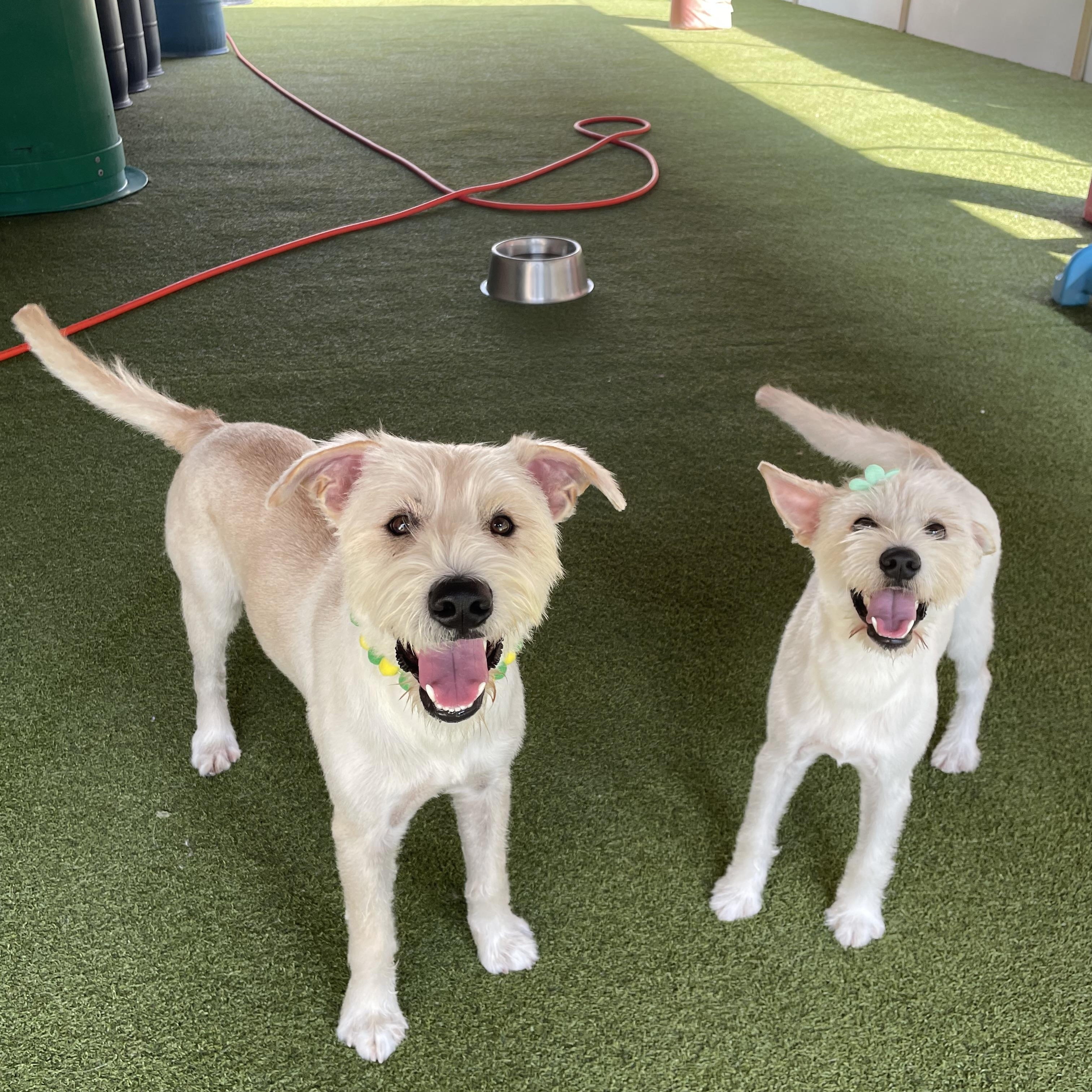 Enlarge Oliver and Olivia, a Adoptable mixed breed in Houston, TX image 4/6