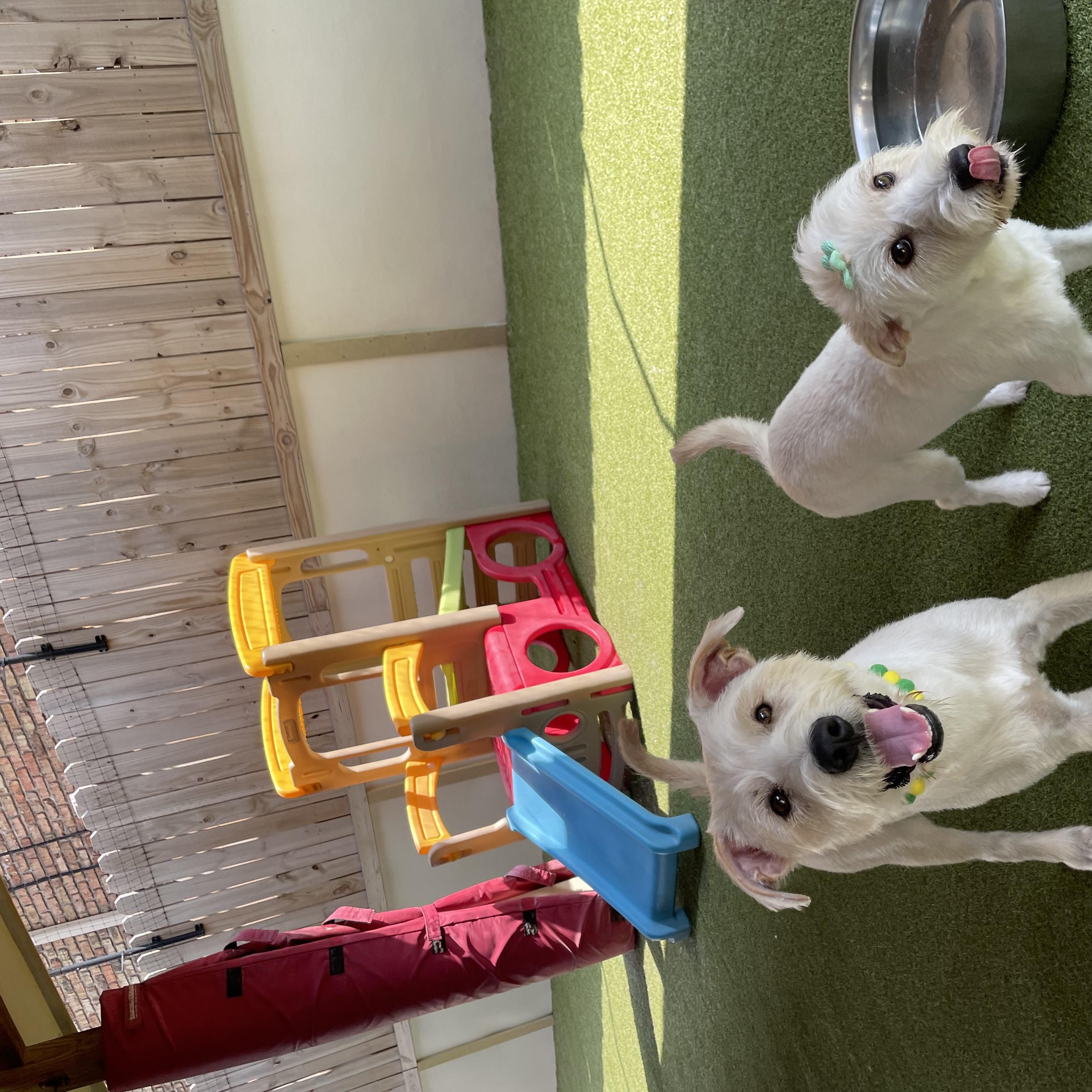 Enlarge Oliver and Olivia, a Adoptable mixed breed in Houston, TX image 3/6
