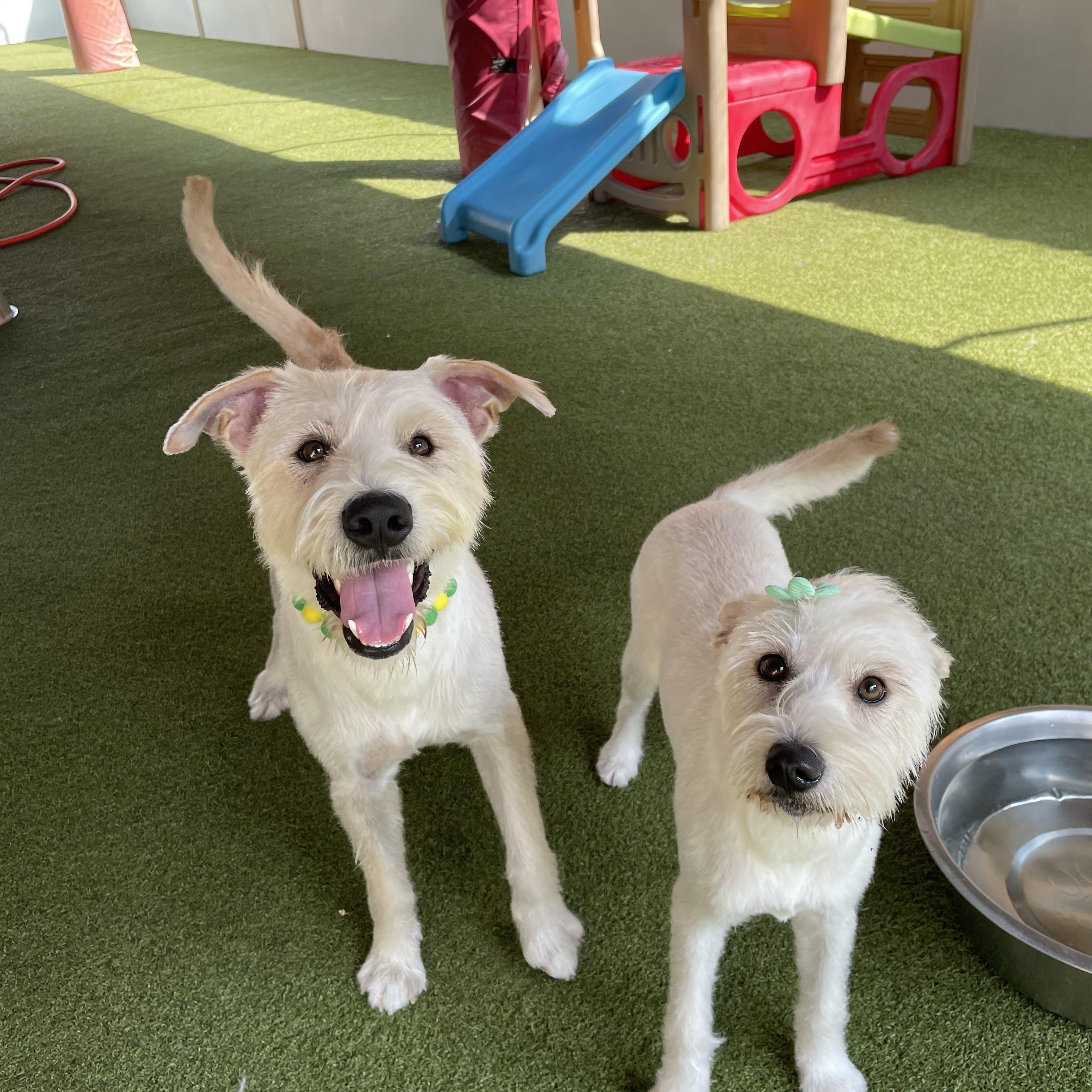 Enlarge Oliver and Olivia, a Adoptable mixed breed in Houston, TX image 1/6
