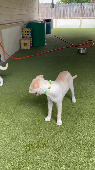 Enlarge Oliver and Olivia, a Adoptable mixed breed in Houston, TX video 5/6