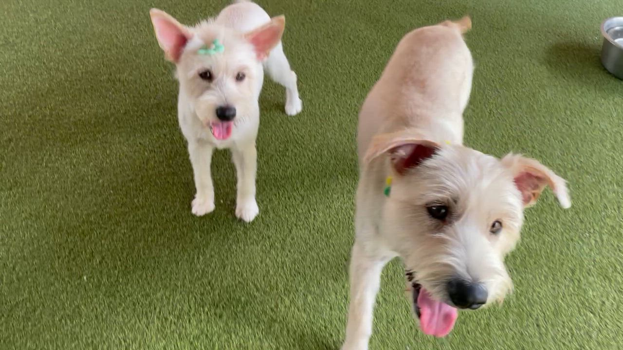 Enlarge Oliver and Olivia, a Adoptable mixed breed in Houston, TX video 6/6