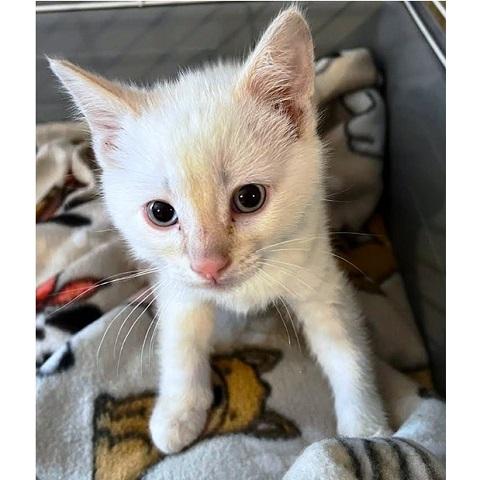 Yaoi, ADOPTABLE, Kitten Male Siamese.