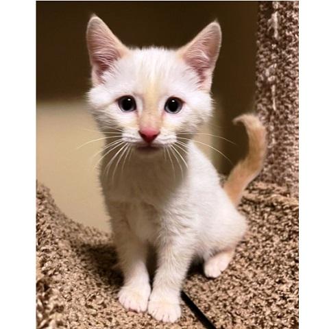 Yaoi, ADOPTABLE, Kitten Male Siamese.