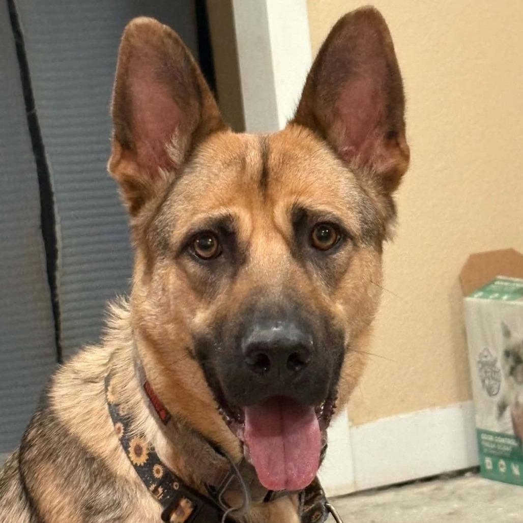 Tigger, Adoptable, Adult Male German Shepherd Dog.
