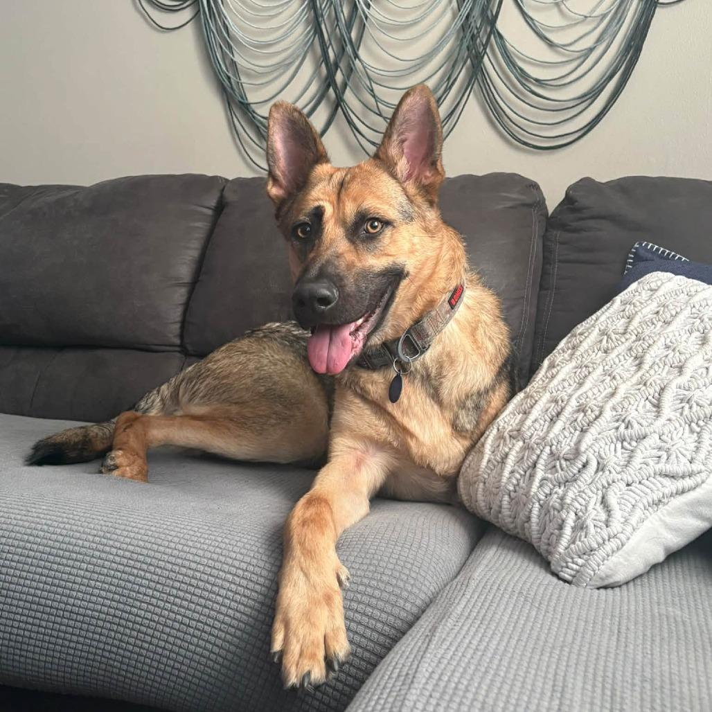 Enlarge Tigger, a Adoptable German Shepherd Dog in Wichita, KS image 2/6