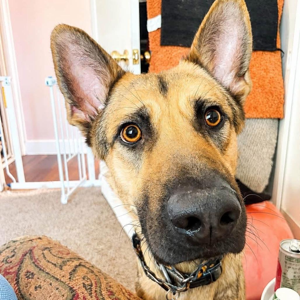 Enlarge Tigger, a Adoptable German Shepherd Dog in Wichita, KS image 3/6