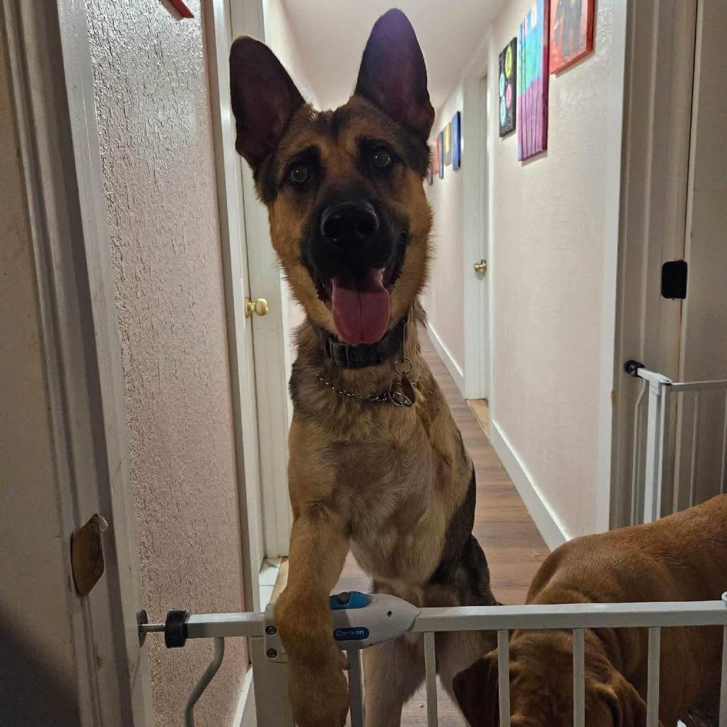 Enlarge Tigger, a Adoptable German Shepherd Dog in Wichita, KS image 4/6