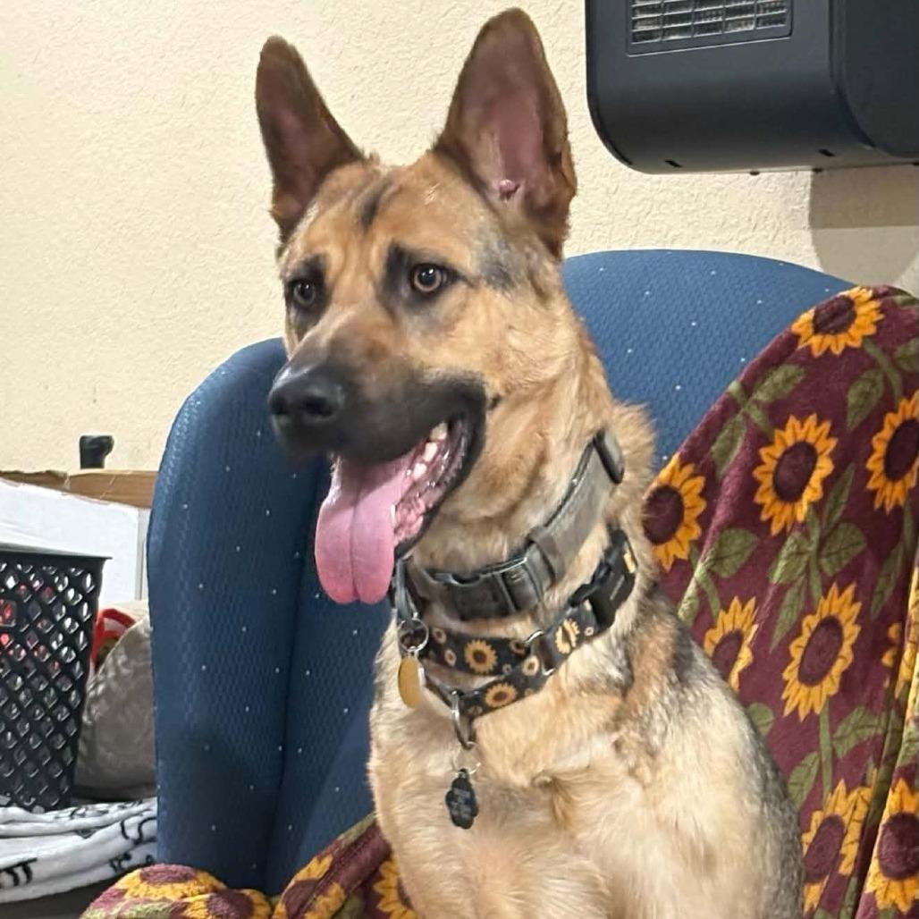 Enlarge Tigger, a Adoptable German Shepherd Dog in Wichita, KS image 5/6