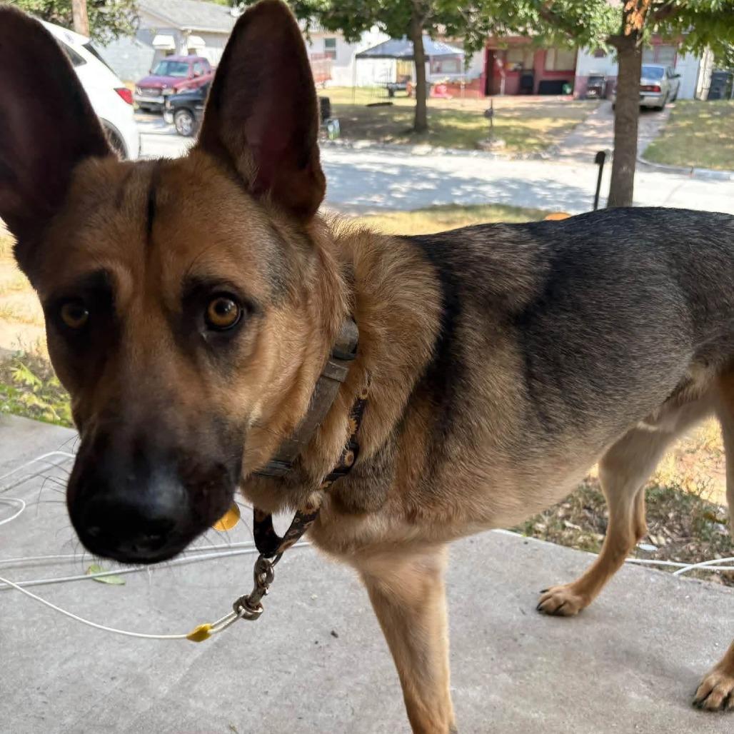 Enlarge Tigger, a Adoptable German Shepherd Dog in Wichita, KS image 6/6