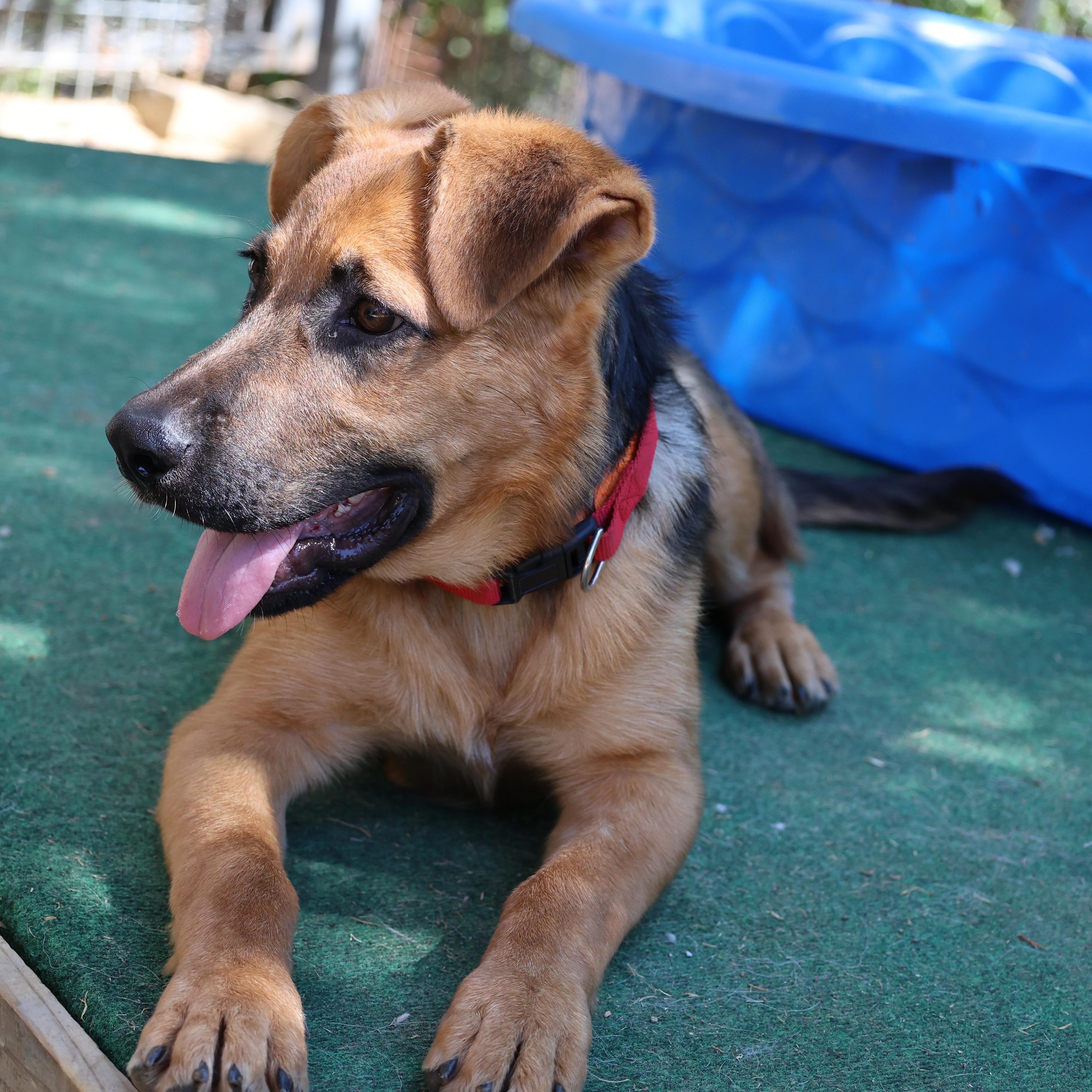 Enlarge Rasberry, a Adoptable mixed breed in Mansfield, TX image 2/4