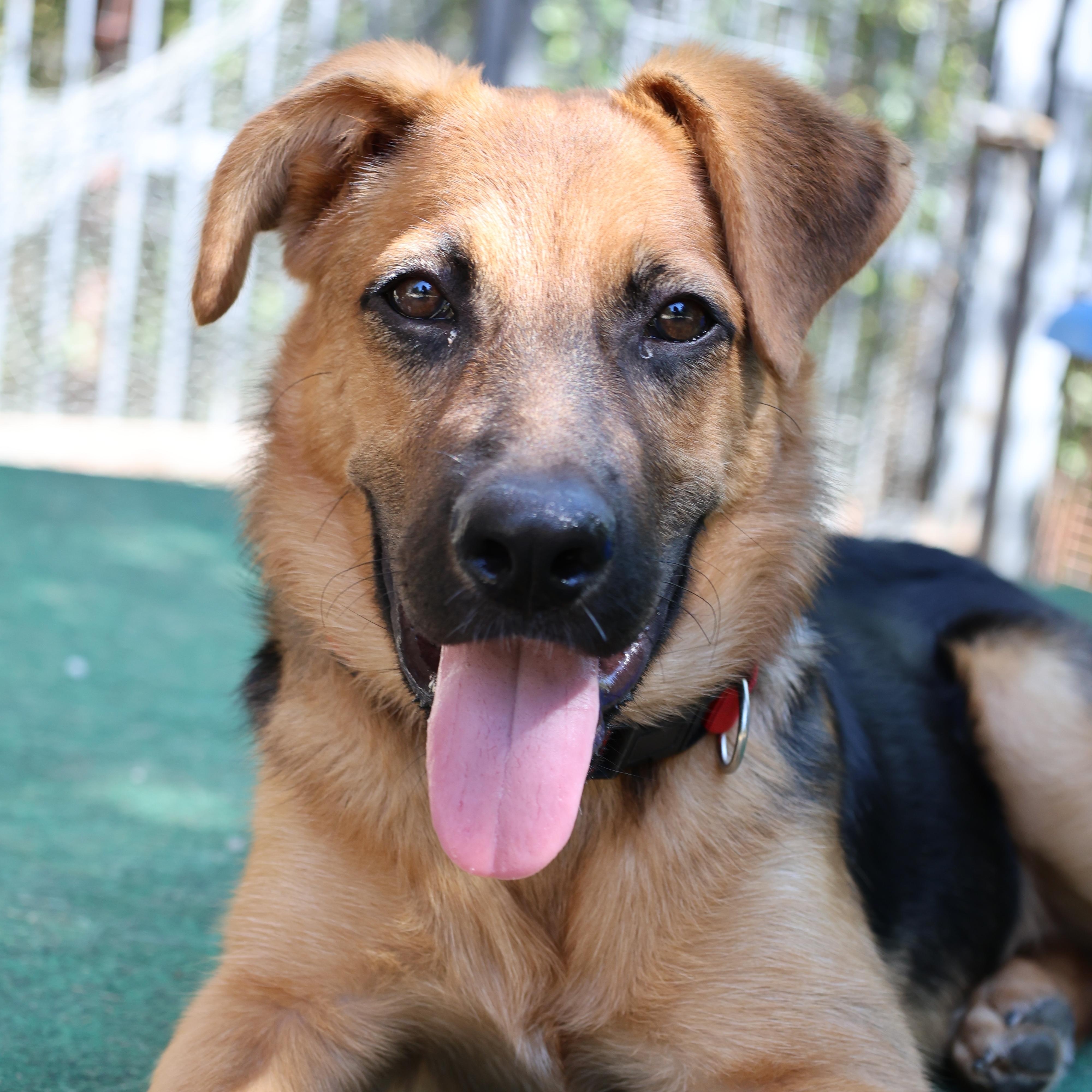 Enlarge Rasberry, a Adoptable mixed breed in Mansfield, TX image 1/4