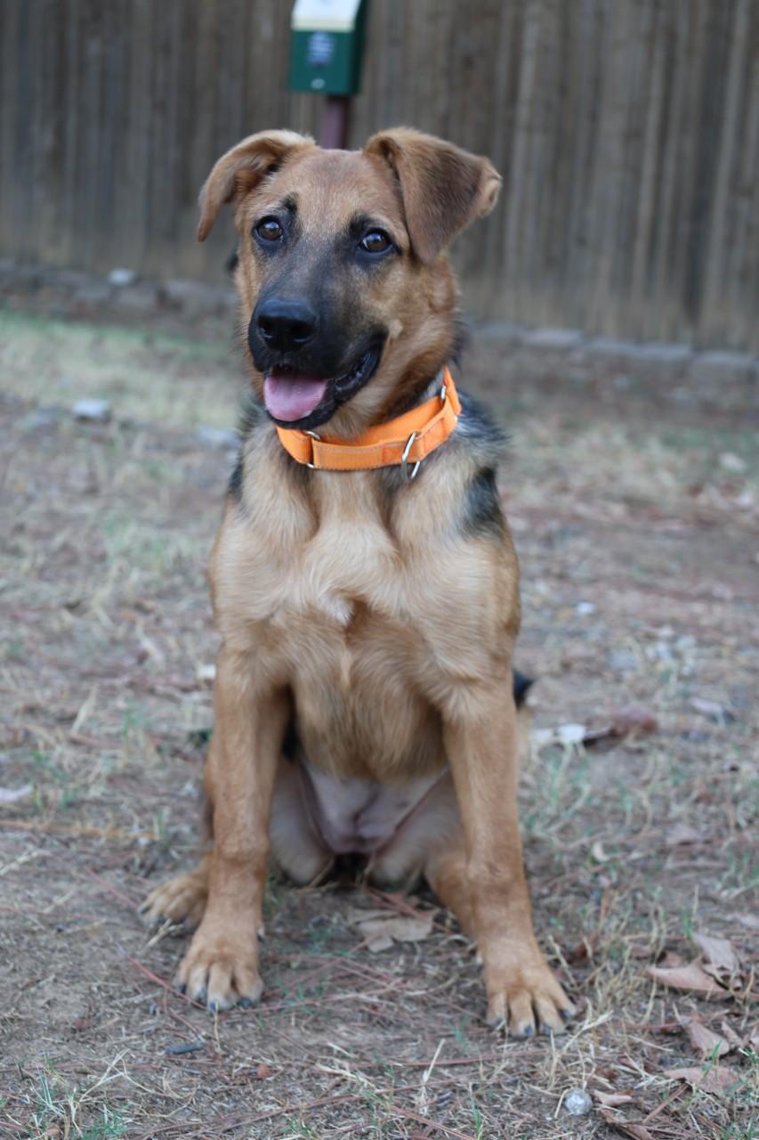 Enlarge Rasberry, a Adoptable mixed breed in Mansfield, TX image 3/4