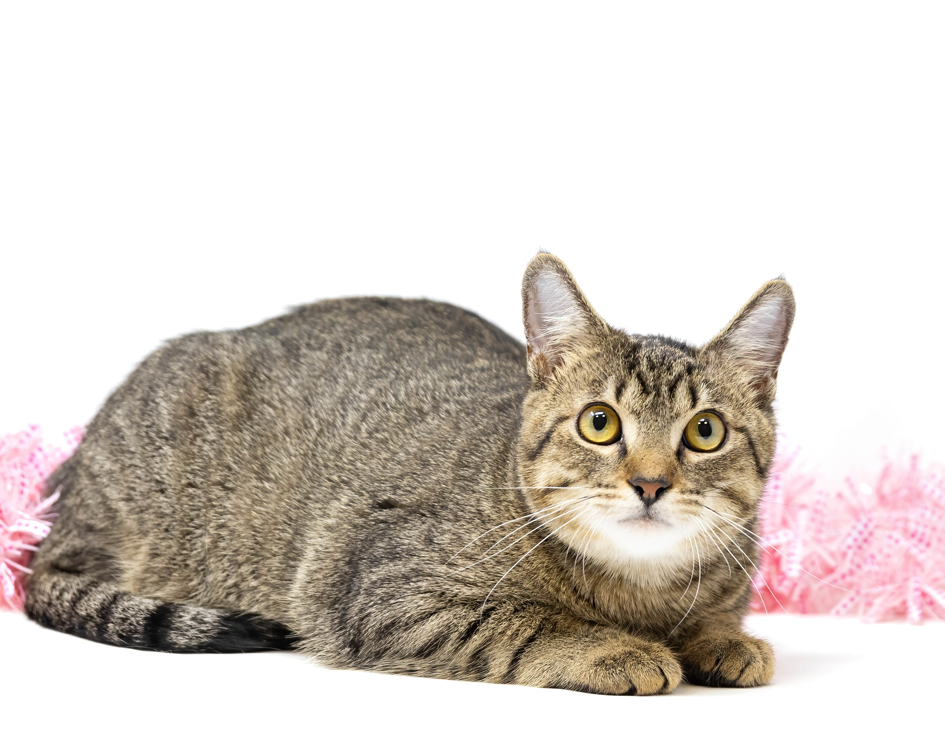Enlarge Mattie, an adoptable Tabby in Dallas, TX image 1/6