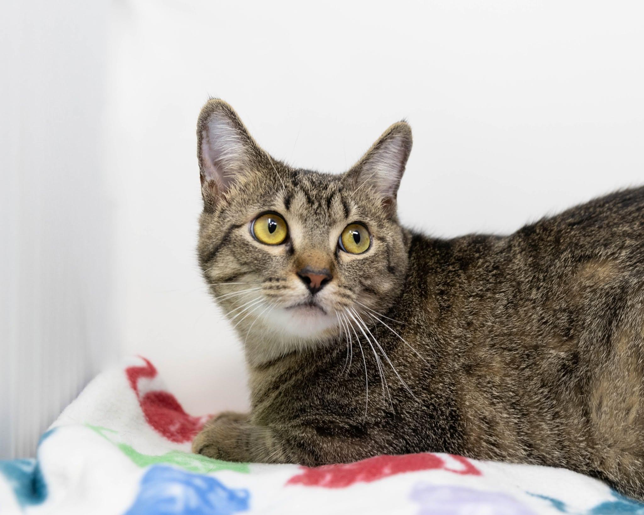 Mattie, adoptable, Adult Female Tabby.