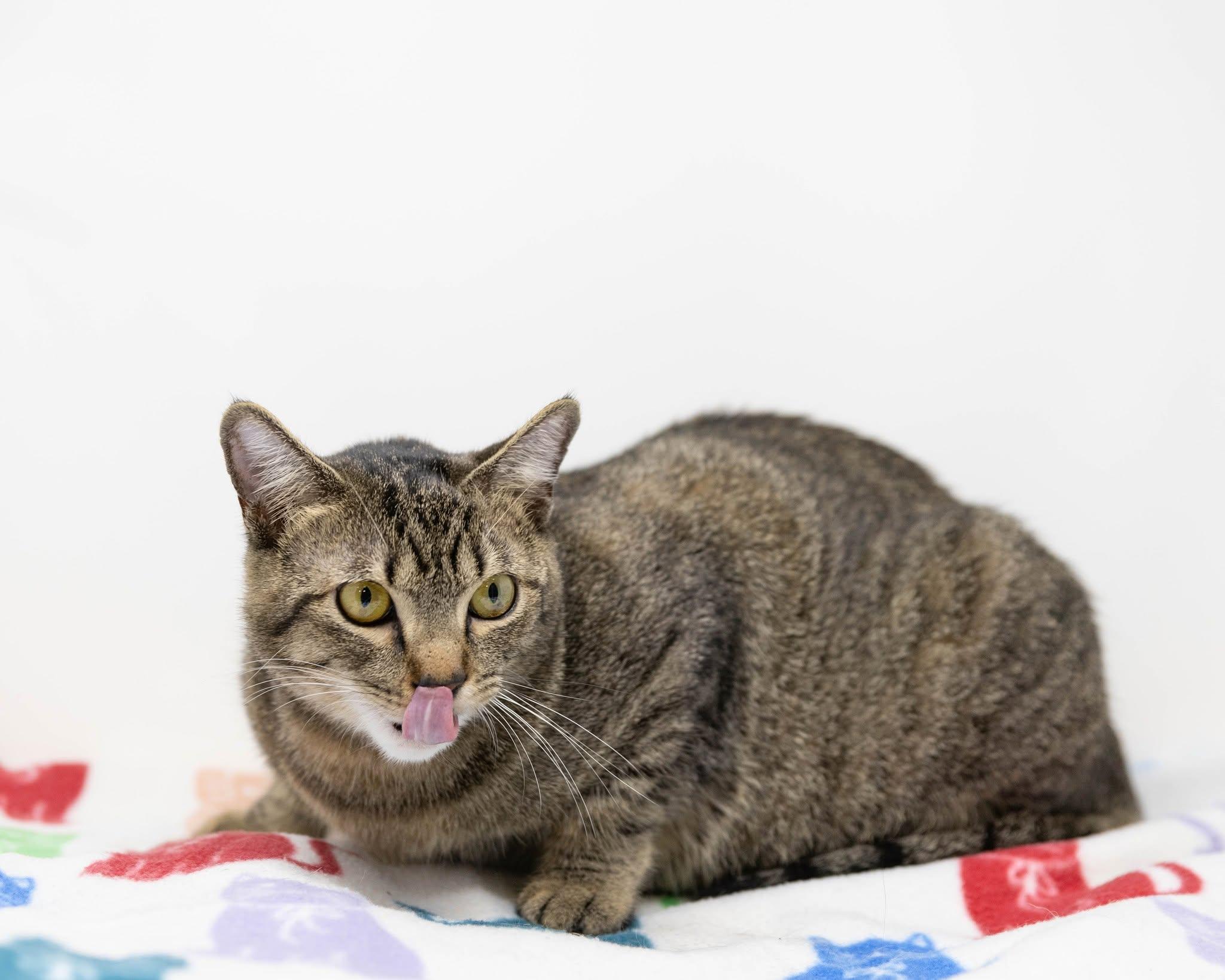 Mattie, an adoptable Tabby in Dallas, TX image 5/6