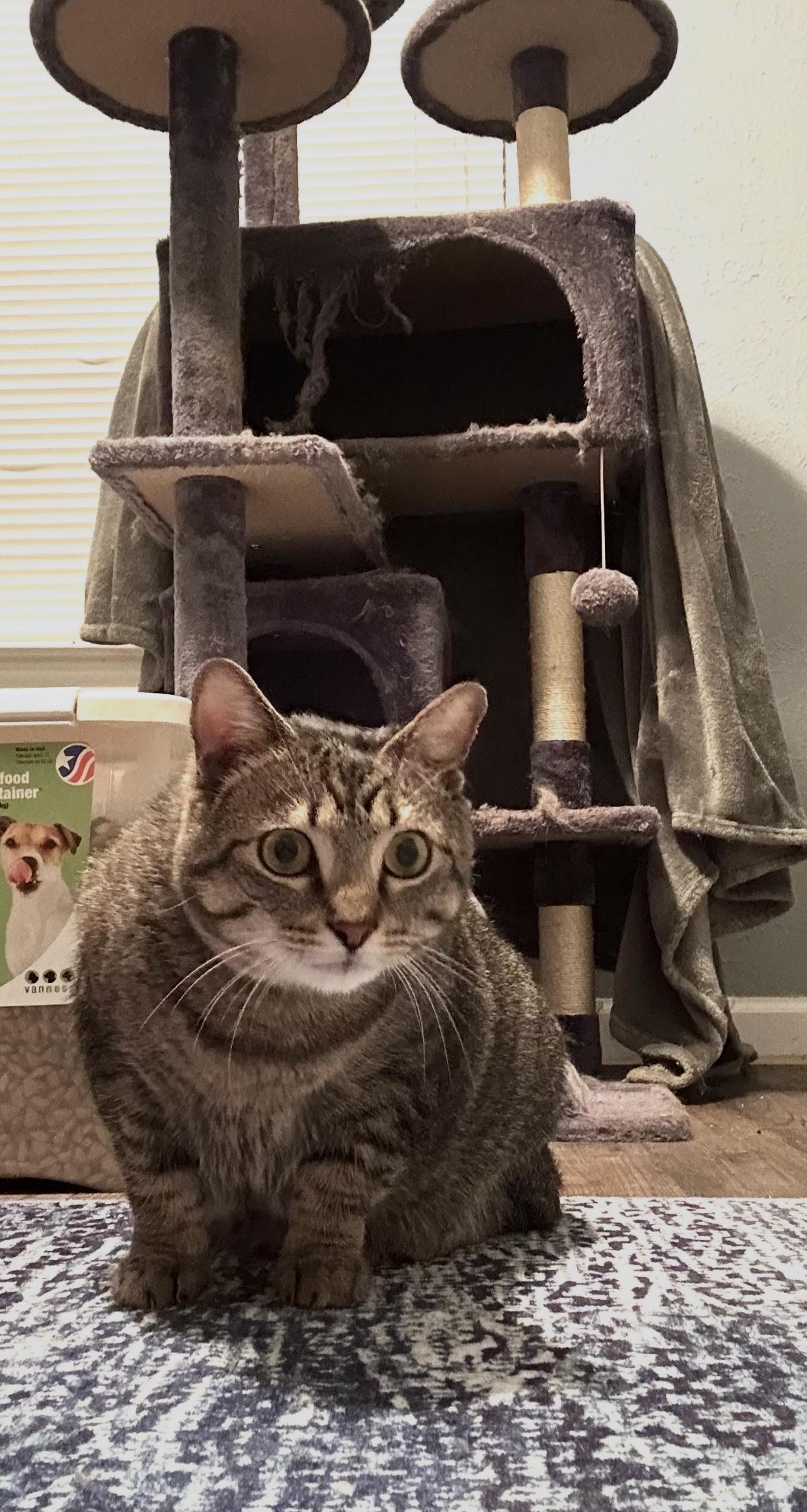 Enlarge Mattie, an adoptable Tabby in Dallas, TX image 6/6