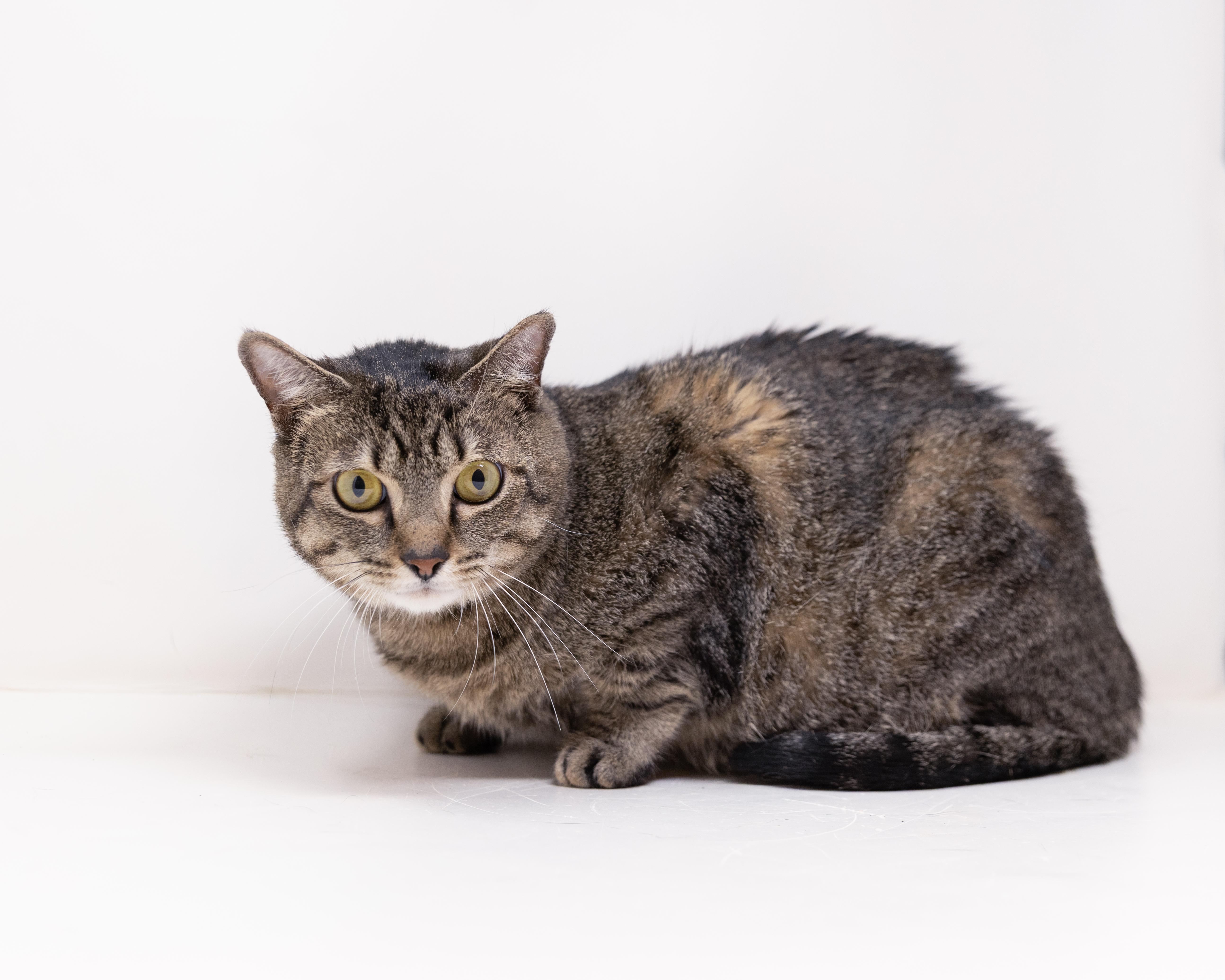 Mattie, adoptable, Adult Female Tabby.