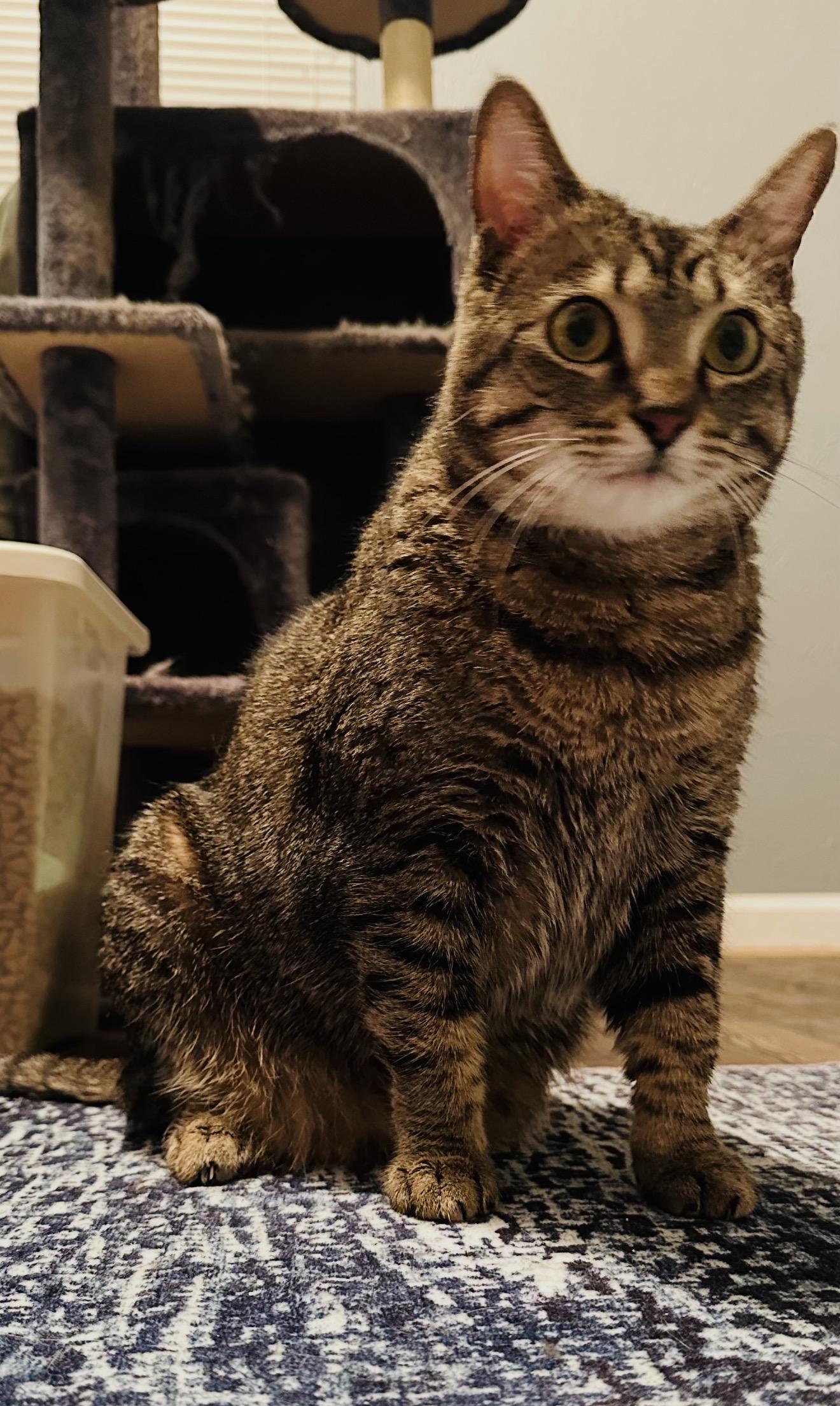 Enlarge Mattie, an adoptable Tabby in Dallas, TX image 4/6